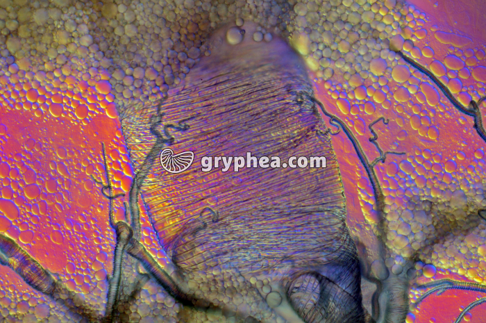 Trachée d'insecte x25 - gryphea.com